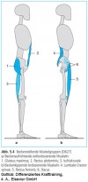 Anatomie der vorderen und hinteren Muskelketten